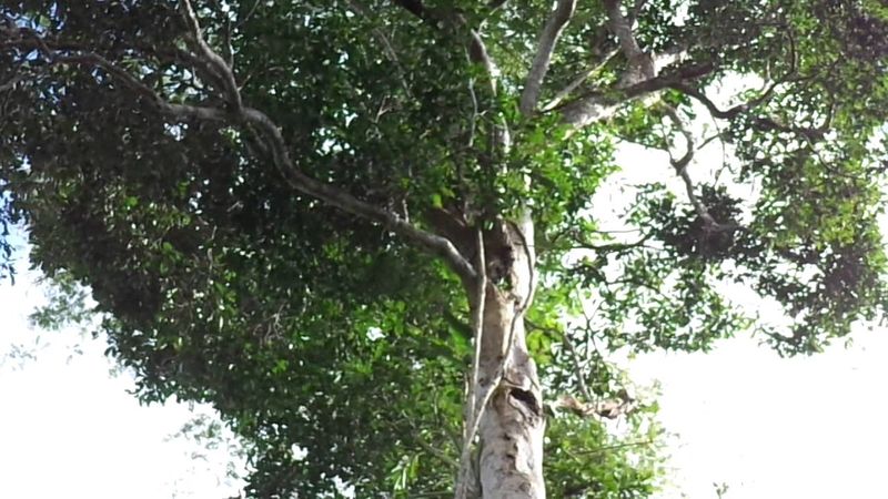 arbre ITAUBA 